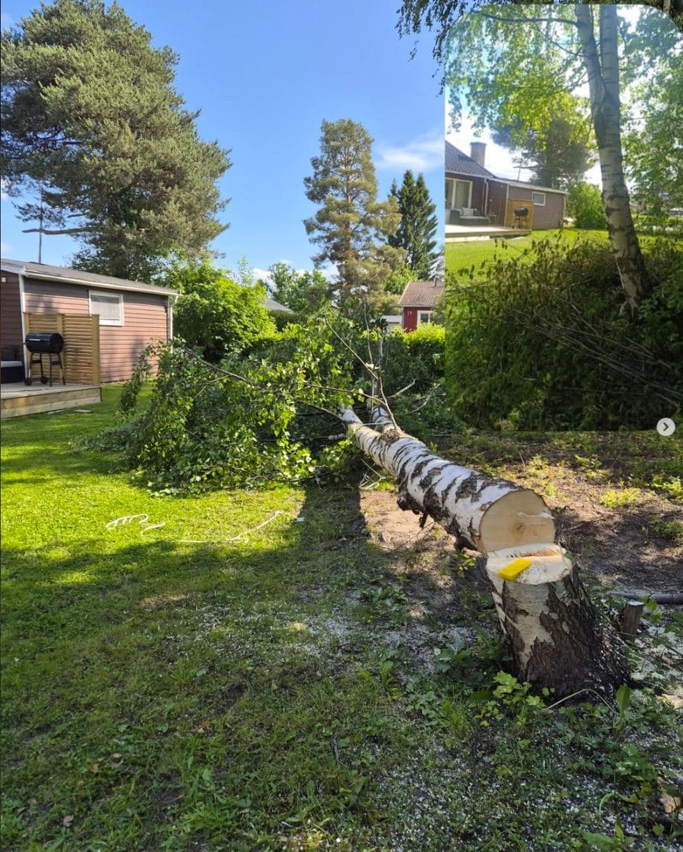Fälld björk på villatomt i Luleå