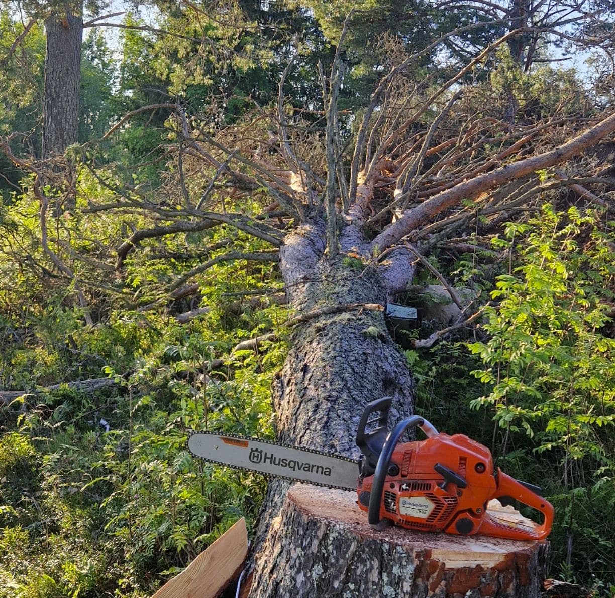 Husqvarna motorsåg i arbete