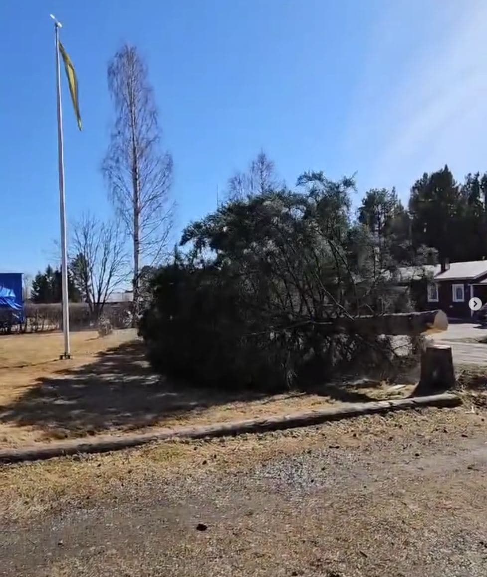 Fällt träd vid fastighet